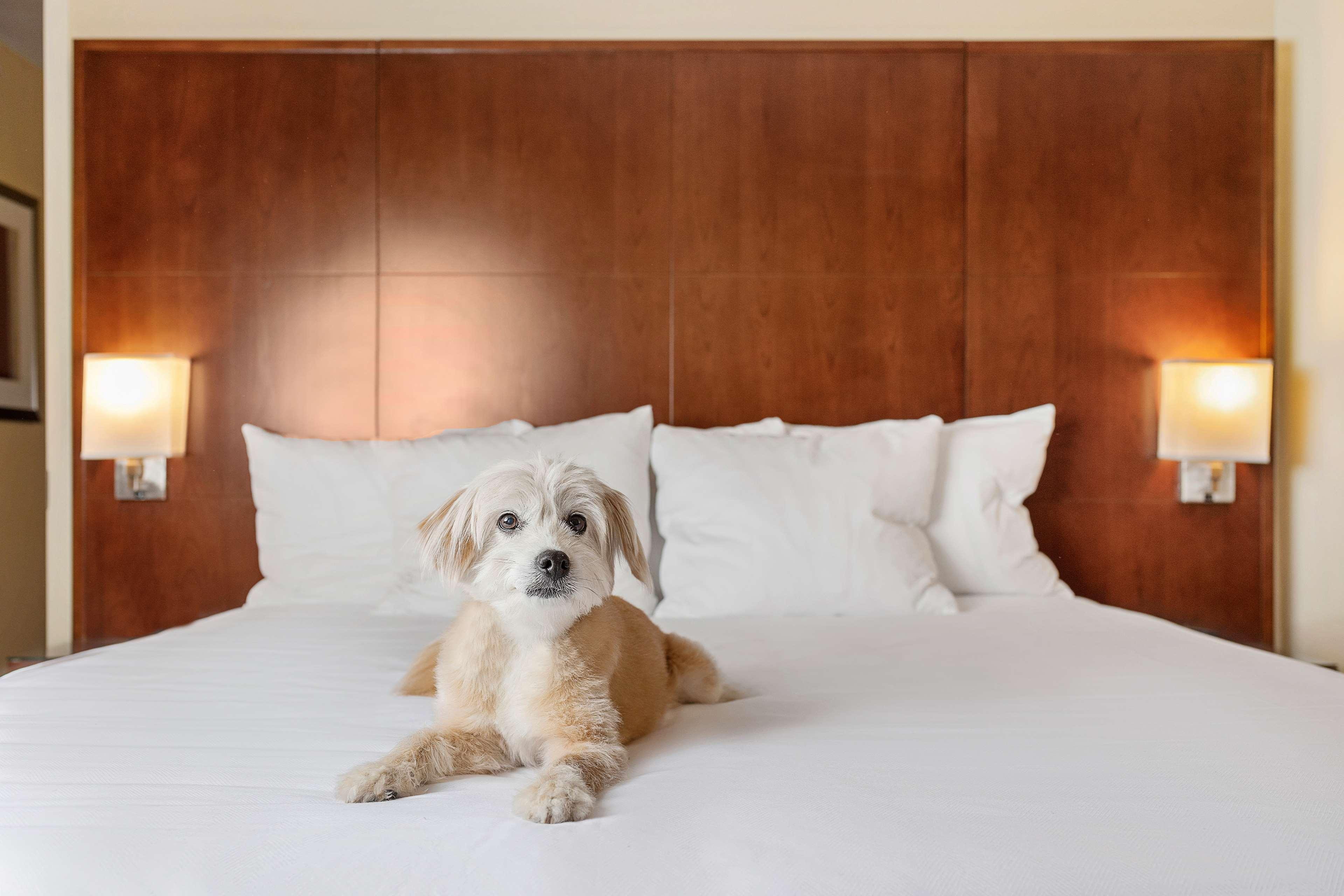 Hyatt Regency Houston Downtown Hotel Ngoại thất bức ảnh